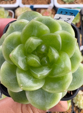 A370,独家单头杰尼弗珍妮，四季绿透款