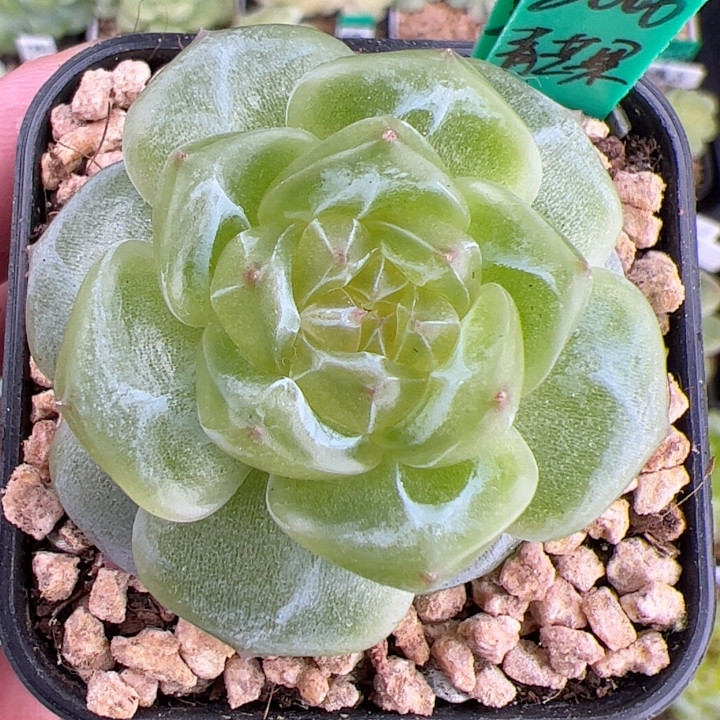 B334,单头3006.青芒