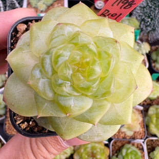 B101 单头甜心198