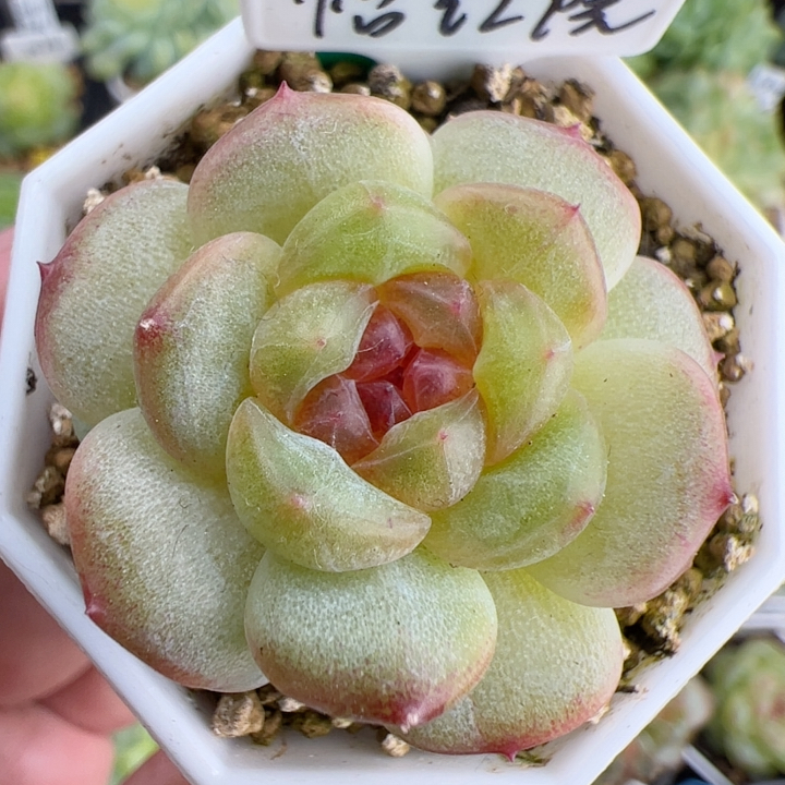 B202,独家，单头怡红院甜心