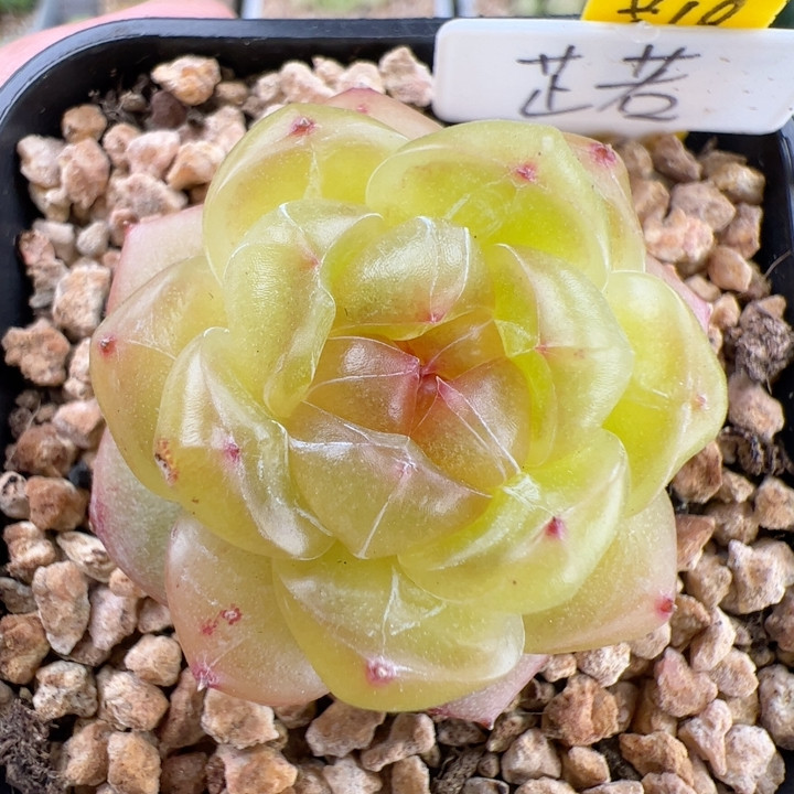 1号链接一物一拍米格多肉芷若珍妮许仙小青室内花卉盆栽植物居家