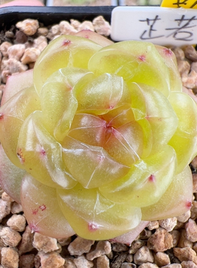 E101,新品，单头芷若珍妮，模特