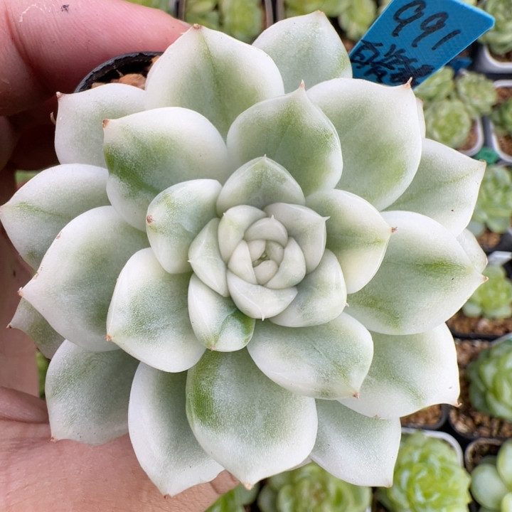 991.大单头白瓷锦