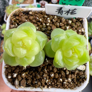 A030 珍妮 独家双头青桔