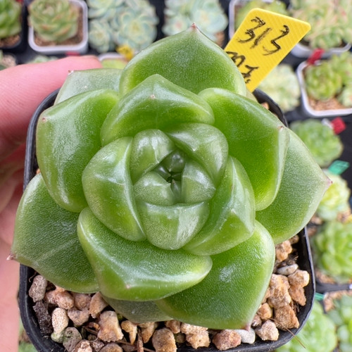 313.新品，单头翠玉团子，珍妮