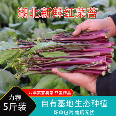 新鲜红菜苔湖北农家生态露天种植
