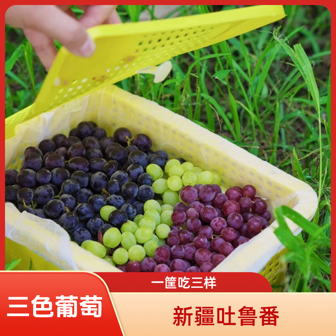 新疆吐鲁番葡萄三拼脆甜