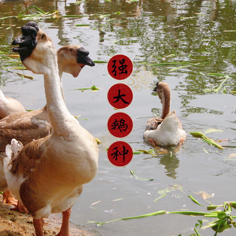 【包活到家】汕头澄海纯种狮头鹅苗 纯母苗10个起发 养10-14斤