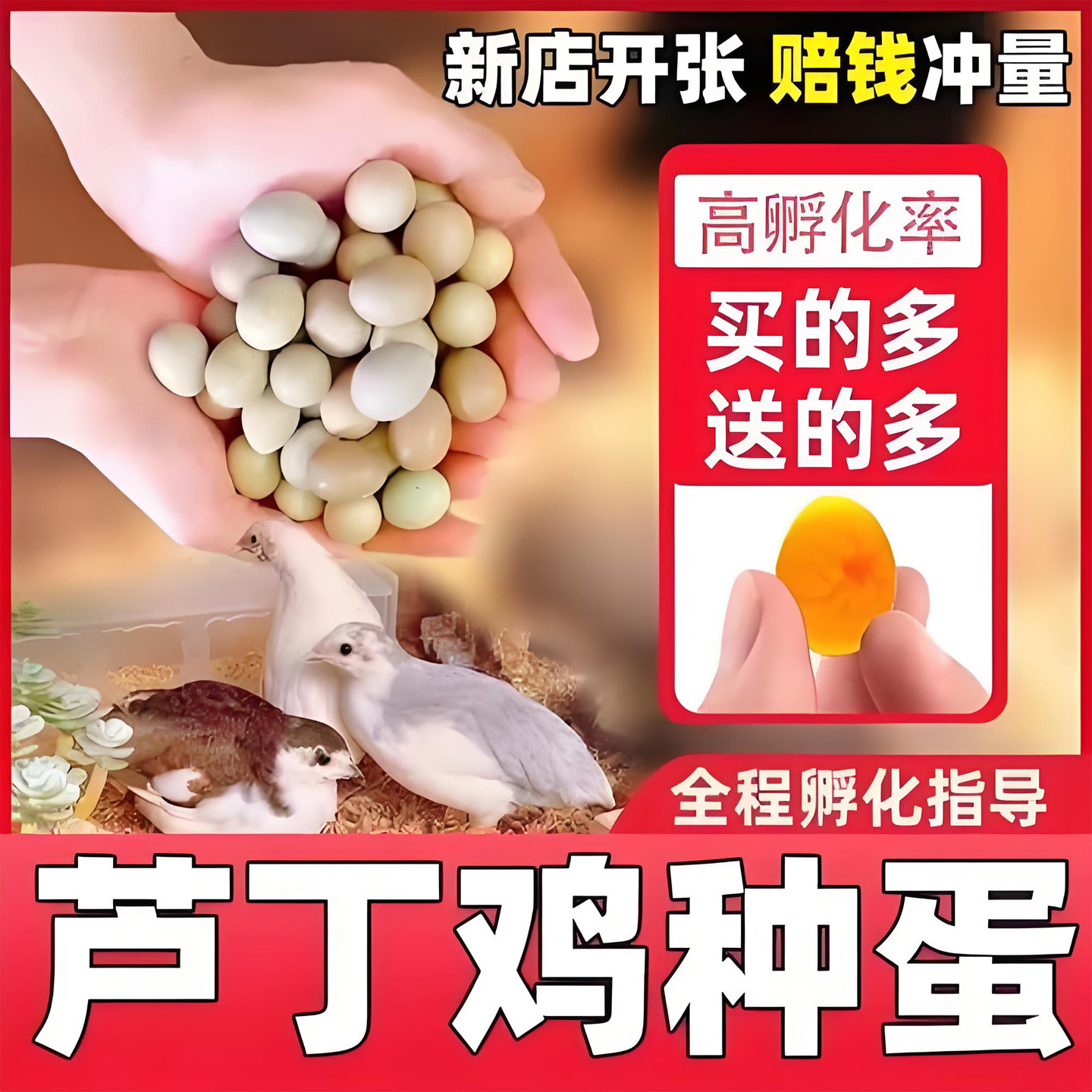 芦丁鸡受精种蛋可孵化宠物鸡