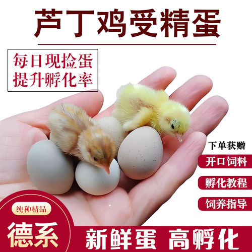 芦丁鸡受精蛋可孵化网红迷你鸡蛋