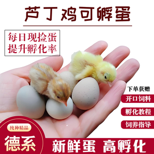 芦丁鸡受精蛋可孵化白色黑白礼服家用精品的幼鸡蛋迷你观赏卢丁鸡