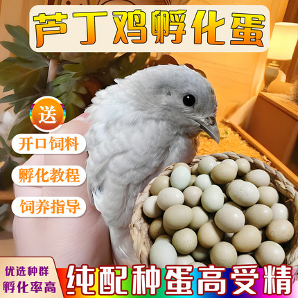 宠物芦丁鸡受精蛋可孵化德系纯配种蛋纯白瓦灰黑白礼服卵网红小鸡