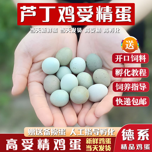 纯种芦丁鸡新鲜孵化蛋包受精