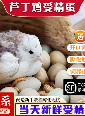芦丁鸡受精蛋可孵化小鸡蛋黑白礼服卵德系纯白瓦灰色网红顺丰包邮