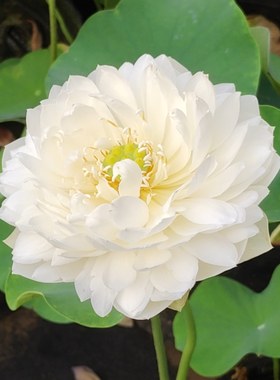 【玉君心】小型碗莲种藕小苗25CM小容器种植水生花卉白色重瓣碗莲