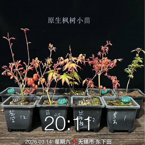 日本枫树红枫原生小苗开心阳台