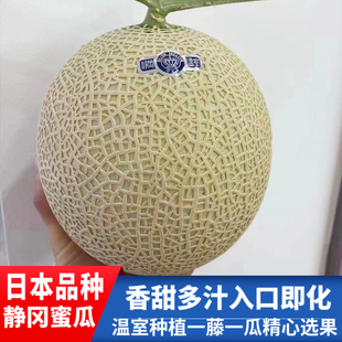 日本品种静冈网纹蜜瓜梅陇冈藤皇冠白印1个哈密蜜瓜T字瓜新鲜水果