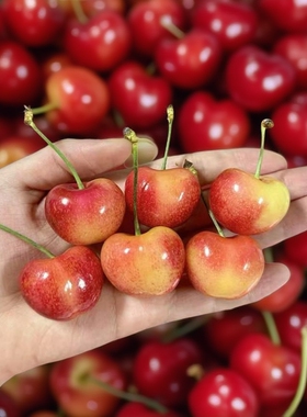 斯凯拉雷车厘子智利进口高端水果Skylar Rae黄色樱桃2kg【顺丰】