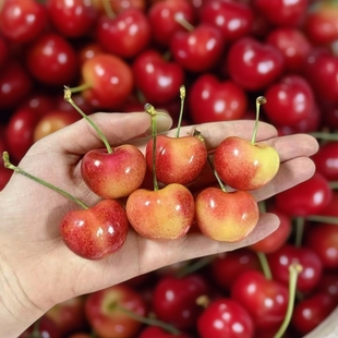 顺丰 Rae黄色樱桃2kg 斯凯拉雷车厘子智利进口高端水果Skylar