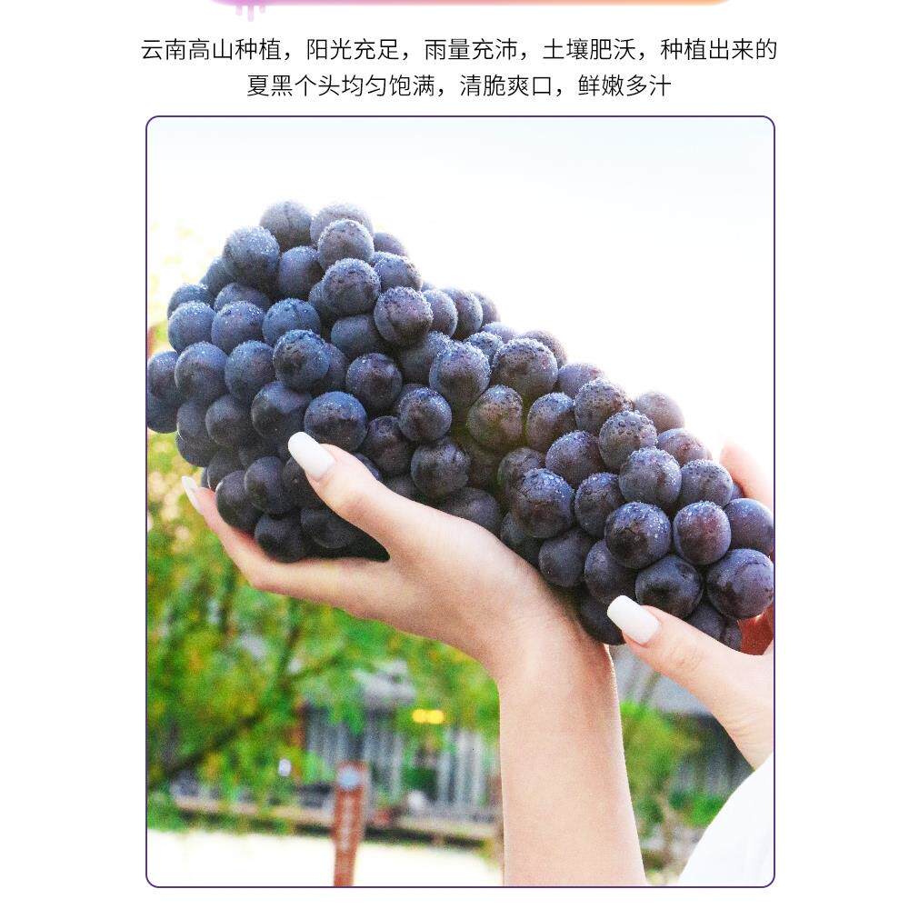 正宗特级云南无籽夏黑葡萄当季新鲜现摘黑加仑巨峰整箱顺丰
