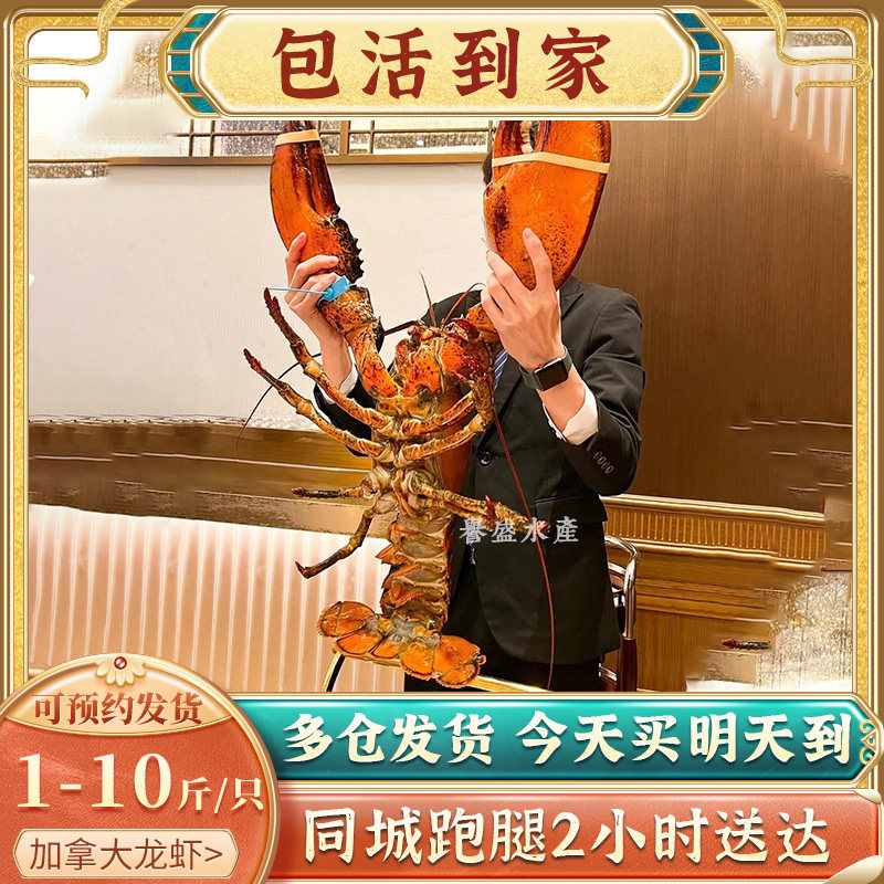 【包活】鲜活波士顿龙虾加拿大龙虾1-10斤特大波龙大澳龙海鲜奥龙