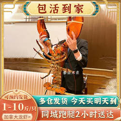 【包活】鲜活波士顿龙虾加拿大龙虾1-10斤特大波龙大澳龙海鲜奥龙