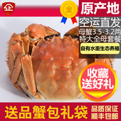 活蟹10只大闸蟹鲜活特大精品全母螃蟹3.5 3.2两阳澄湖镇礼盒