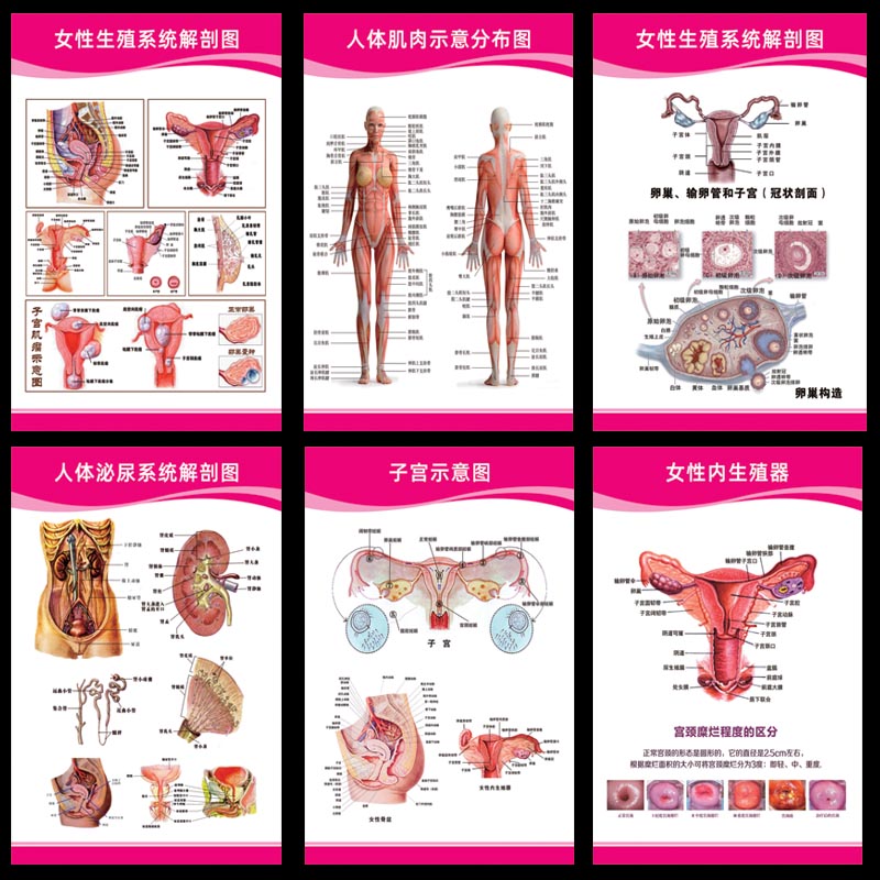 妇科健康知识女性生殖器系挂图