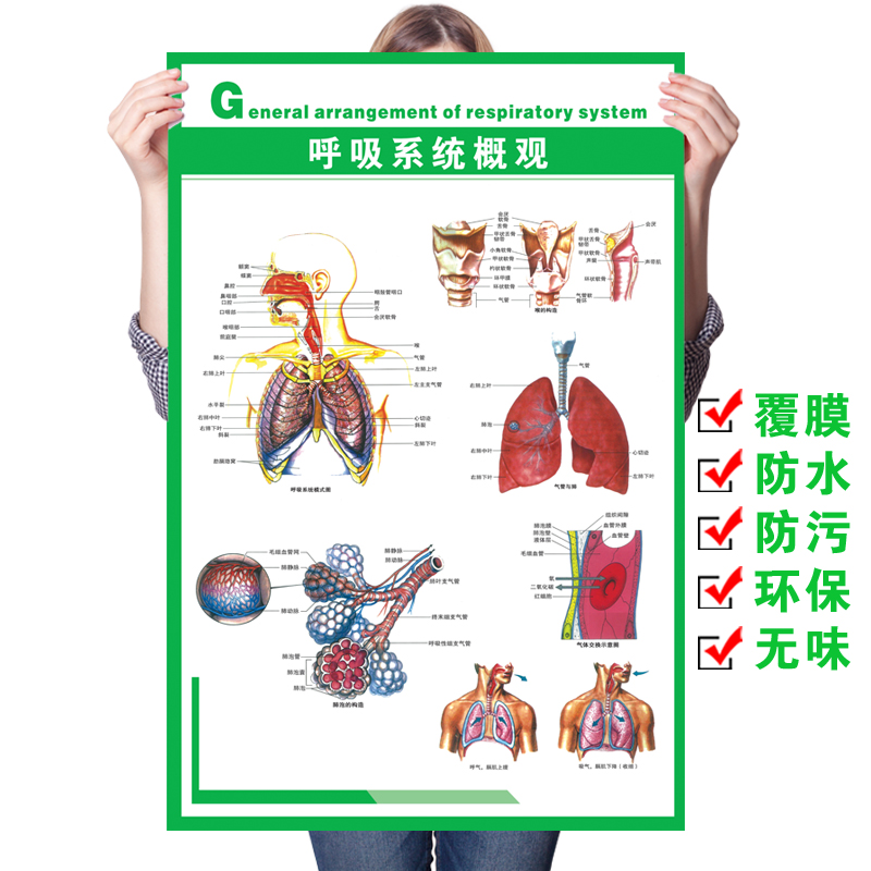 医院人体呼吸系统示意图解剖图挂图海报宣传画肺部疾病预防墙贴