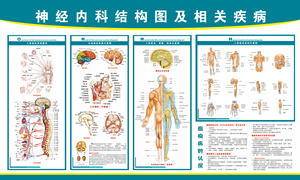 《神经内科结构图》医院大挂图