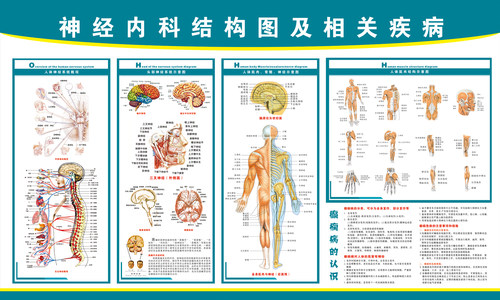 《神经内科结构图》医院大挂图