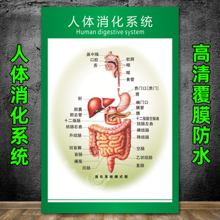 医院人体系统消化系统图不正常消化系统呼吸系统人体解剖挂图