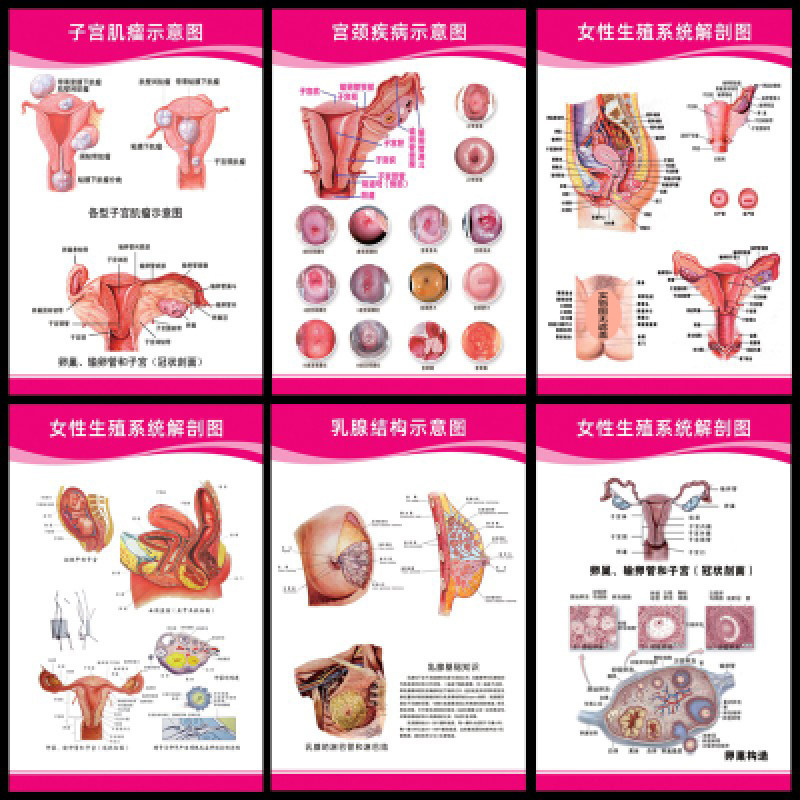 妇科知识医院宣传海报挂图