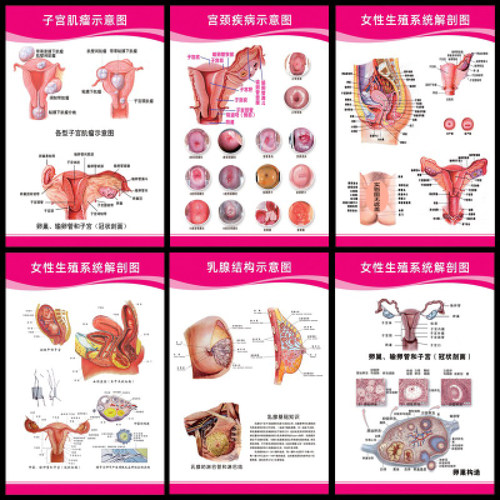 妇科知识医院宣传海报挂图