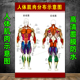 人体肌肉图解 人体器官解剖图示意图海报 人体肌肉结构解剖大挂图