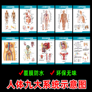 人体九大系统运动消化生殖泌尿神经解剖内脏骨骼肌肉医院医学挂图