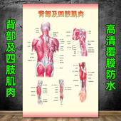 医院挂图人体肌肉与骨骼解剖图示意图海报 背部及四肢肌肉图