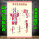 医院挂图人体肌肉与骨骼解剖图示意图海报 背部及四肢肌肉图