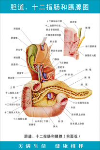 《胆道、十二指肠和胰》医院大挂图人体经络穴位图中医养生海报