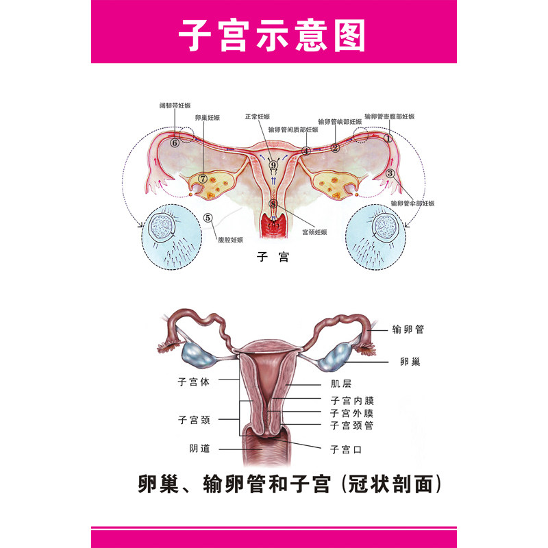 女性生殖器肌瘤宫颈疾病解剖图