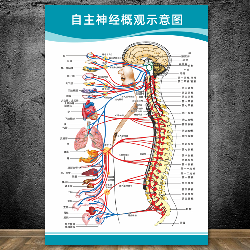 自主神经概观示意图人体解剖挂图人体器官解剖图展板医院布置海报