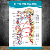 自主神经概观示意图人体解剖挂图人体器官解剖图展板医院布置海报