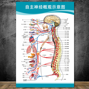 自主神经概观示意图人体解剖挂图人体器官解剖图展板医院布置海报