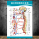 自主神经概观示意图人体解剖挂图人体器官解剖图展板医院布置海报