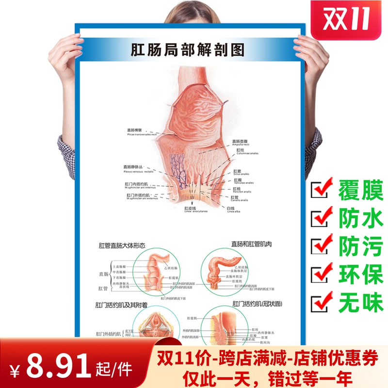 肛门直肠局部解剖图医学宣传海报人体器官解剖图医院