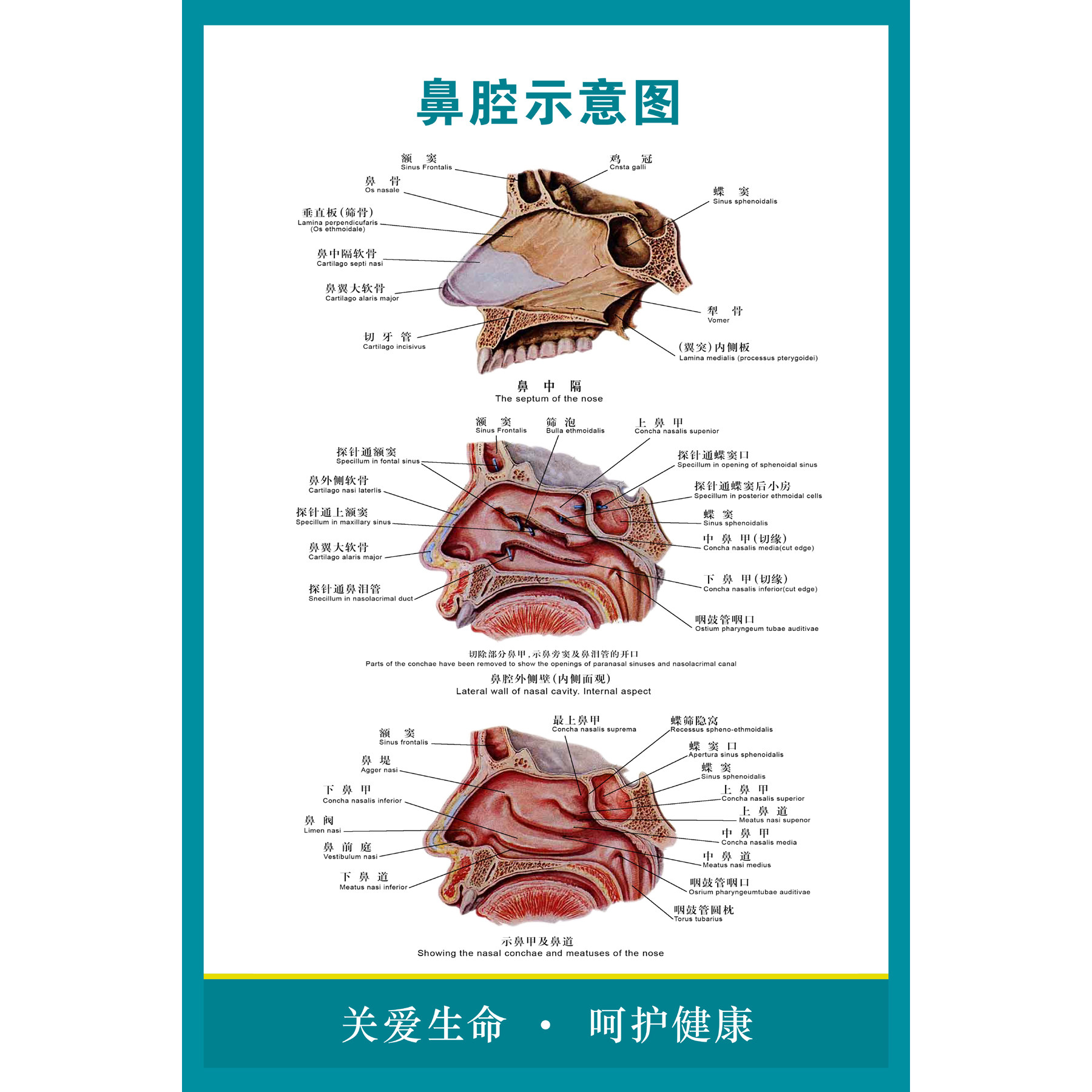 鼻腔结构图解剖挂图耳鼻喉科医院医用知识海报 鼻部健康护理展板