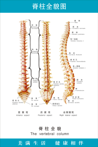 《脊柱全貌图》医院文化大挂图人体经络穴位图中医养生保健海报