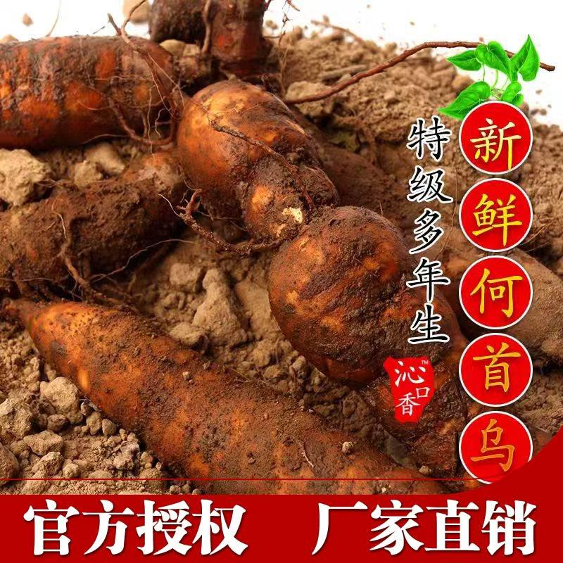 滨海特产何首乌新鲜白首乌条可制首乌粉白首乌片泡茶中药材500克