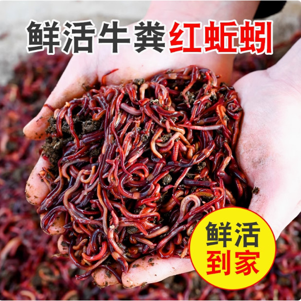 蚯蚓活饵鲜活红虫垂钓鱼饵料鲫鱼鲤鱼野钓黑坑鱼料鱼食通杀松土1