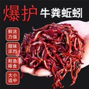 活饵盒装牛粪红蚯蚓蚯蚓活体钓鱼鱼饵鲫鱼鲤鱼酒米通杀野钓饵料